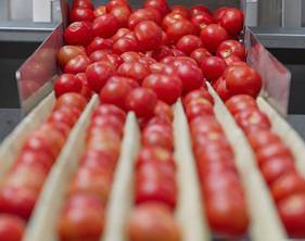 FOOD & AGRICULTURE
